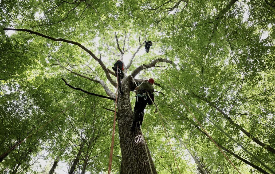Tree Maintenance