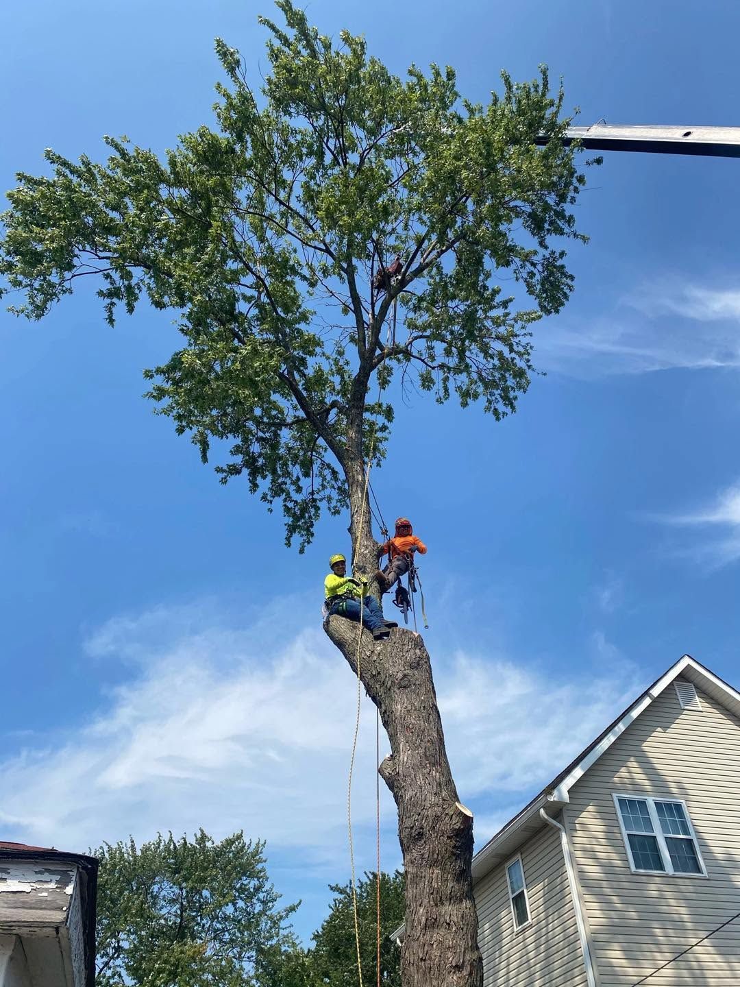 Affordable Tree Care our mission