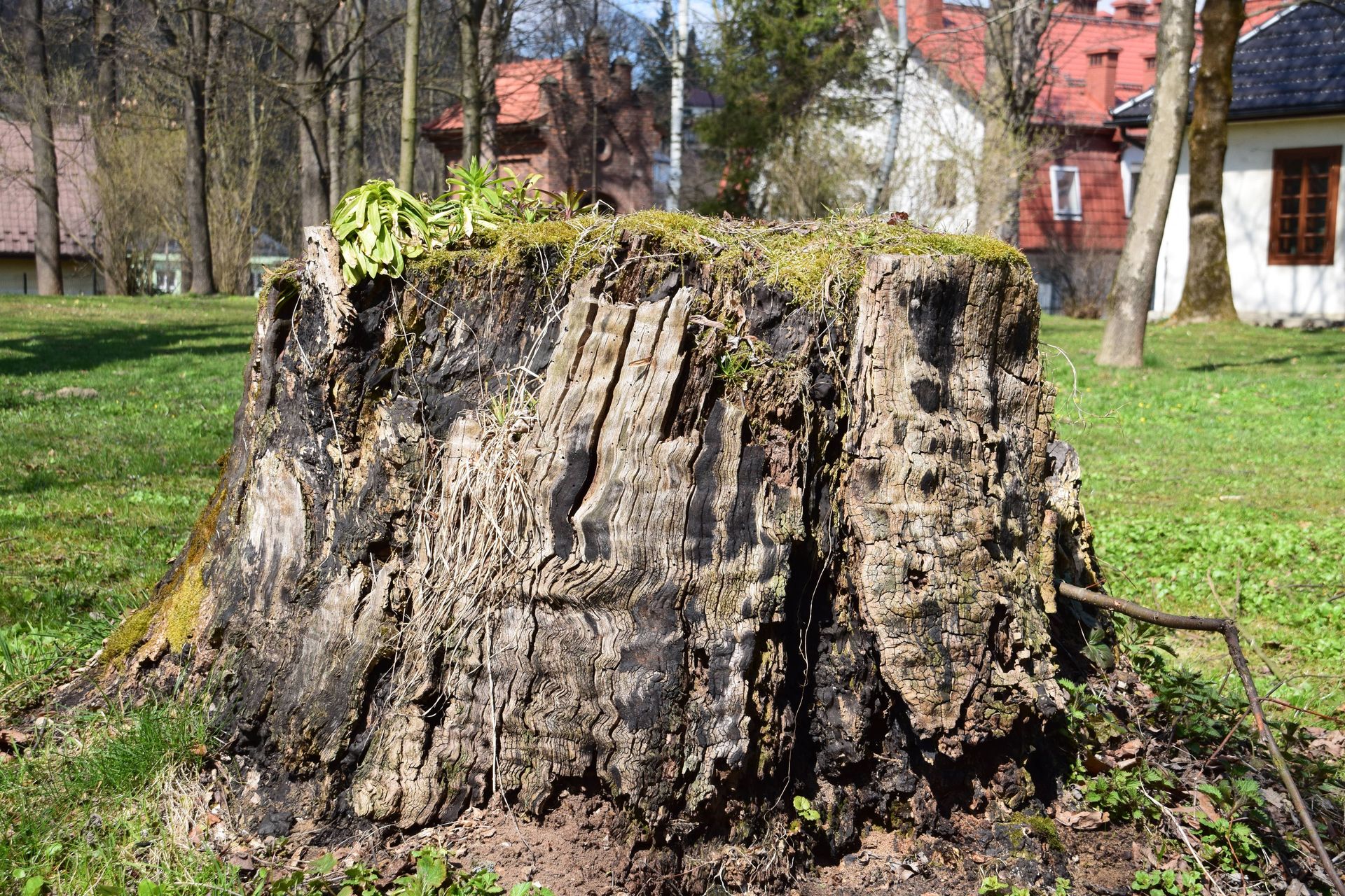 Large tree stump surrounded by grass in a residential garden on a sunny day.