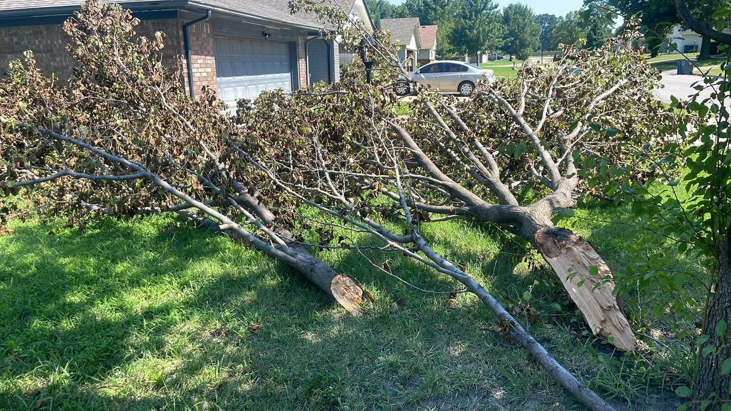 Hazardous Tree Removal