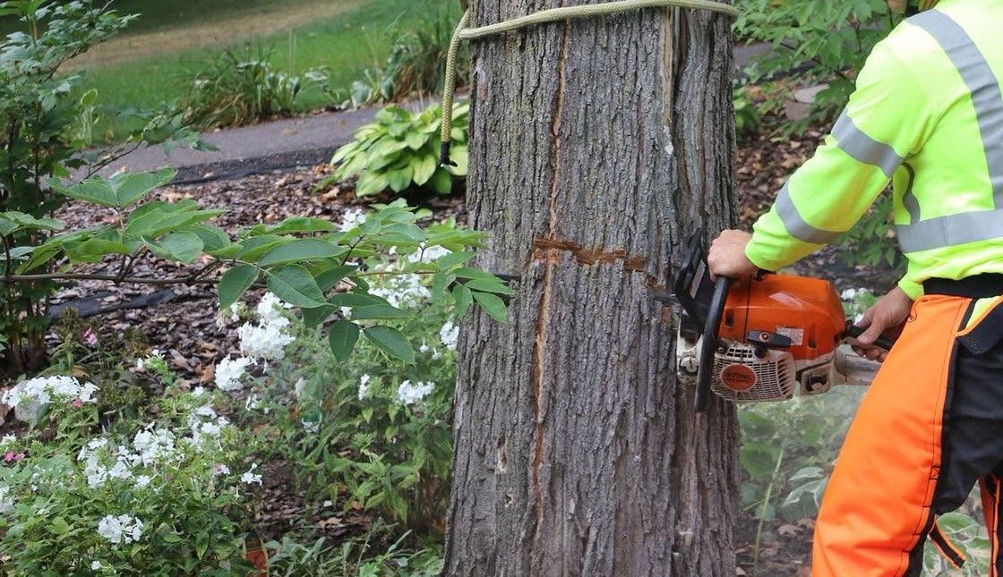 Affordable Tree Care gallery photo