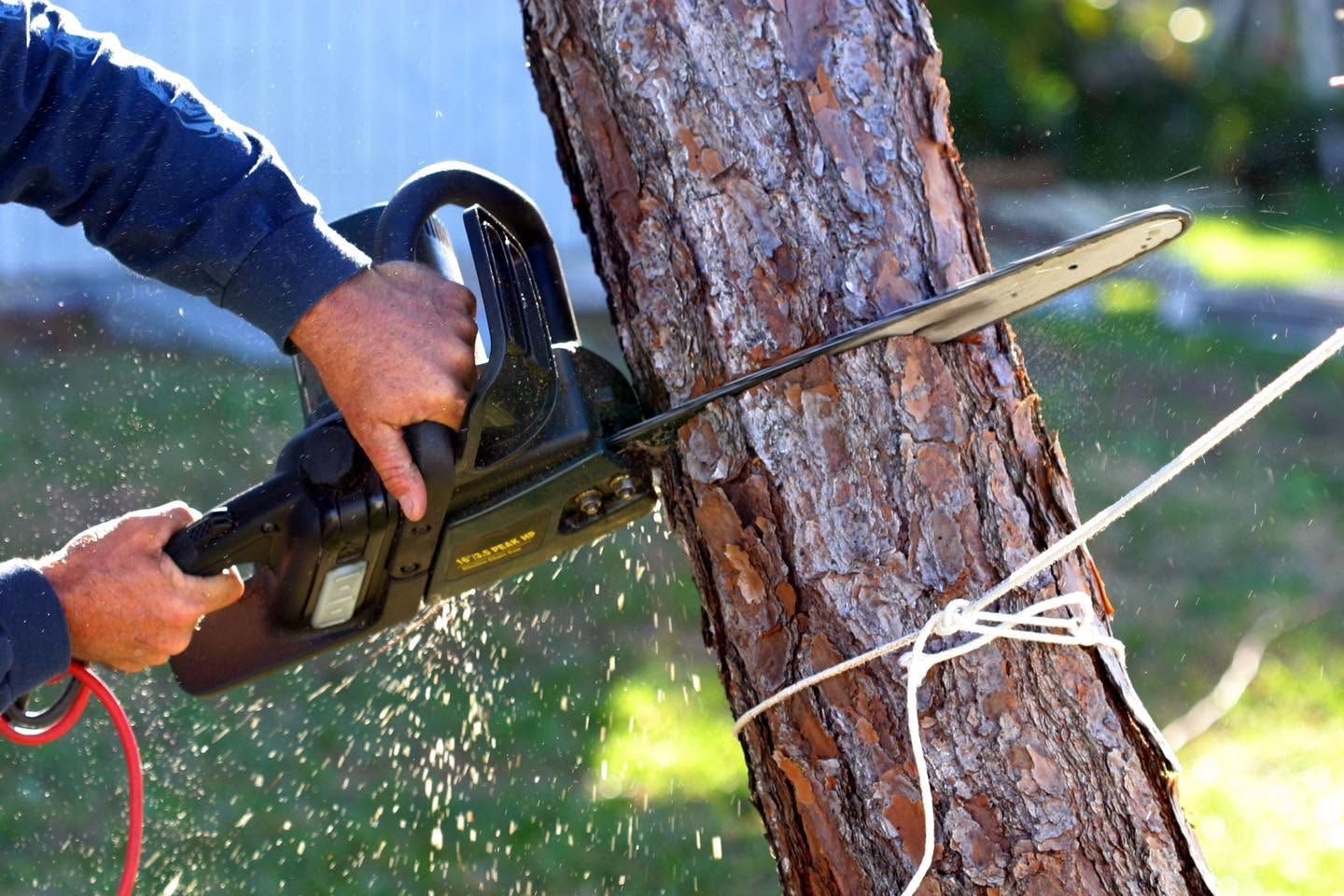 Affordable Tree Care gallery photo