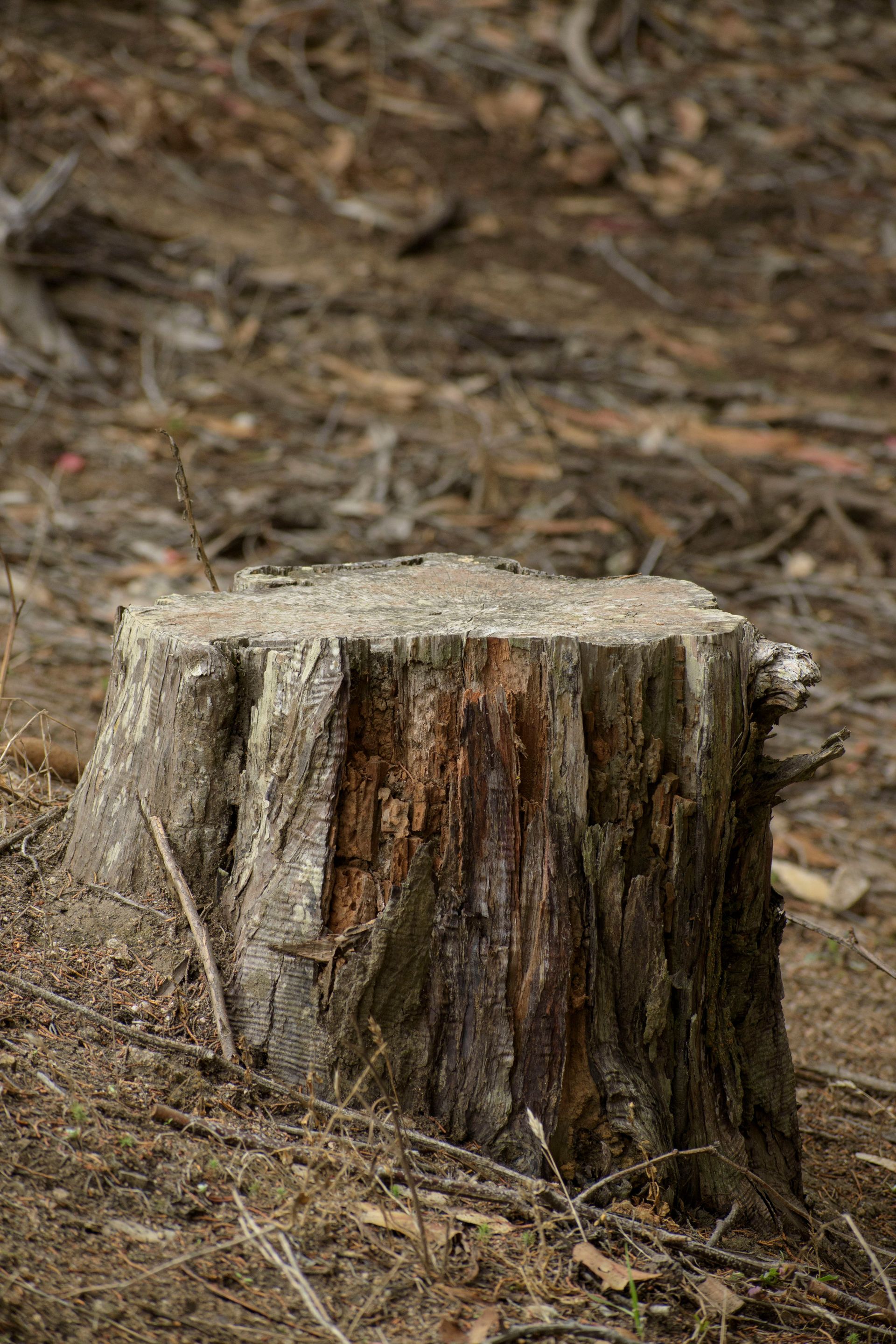 A close-up shot of a weathered tree stump surrounded by forest debris, emphasizing texture.